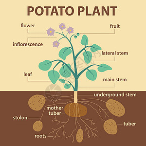 马铃薯厂植物学习学家水果图表母亲条款树叶块茎学生图片