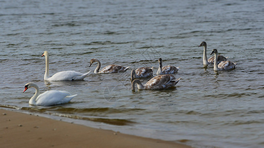 波罗的海的天鹅家庭母亲花园学习鸭子团体羽毛生态妈妈城市配种背景图片