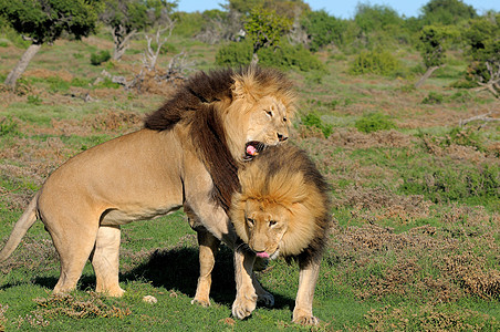 两只卡拉哈里狮子在阿多大象国家公园玩耍荒野沙漠鬃毛野生动物男性国王捕食者动物群动物兄弟图片