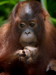婆罗洲奥兰古人野生动物原始人橙子森林公园乐趣濒危荒野丛林动物园图片