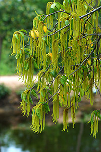 红树林的花朵绿 名字叫环境植被荒野旅行植物群野生动物沼泽沼泽地海岸热带图片