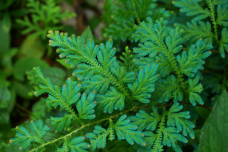 新鲜绿树叶Spike Moss家族气候宏观生活活力城市植物学花园药品森林蕨类图片