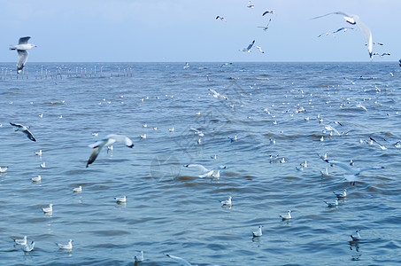 海鸥是鸟向邦浦的迁徙榜浦翼尖黑色配种海洋空气海湾荒野天空鸥科图片