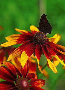 蝴蝶在黄花露天的紧贴上花粉动物昆虫花蜜晴天翅膀花园漏洞孔雀环境图片