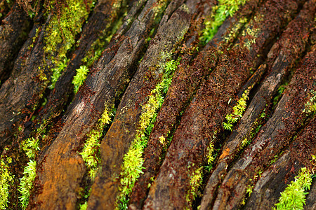 木头和苔苔藓材料皮肤棕色树木藤蔓橡木树干森林乡村图片