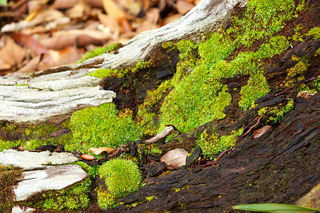 木头和苔材料棕色苔藓绿色森林地衣摄影橡木宏观藤蔓图片