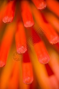 Kniphofia 稀树花粉背景图片