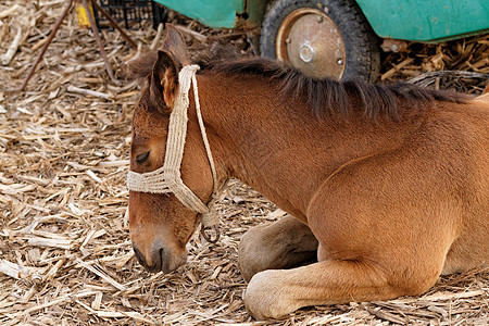 棕色马荒野场地农田头发骑术木头马匹草地母马牧场图片