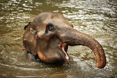 水中的大象衬套灰尘荒野场地栖息地哺乳动物口渴象牙树干耳朵图片