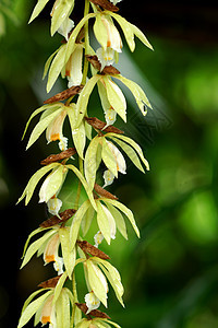 野兰花花生态园艺温室花萼栽培植物生物学装饰花束礼物图片