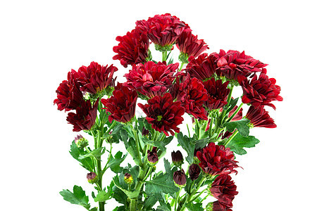 红色菊花美丽白色活力植物花束雏菊粉色花园植物学植物群图片