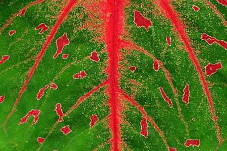 叶子植物女王的树叶细节气候场景城市色彩热带宏观绿色红色植物学白色图片