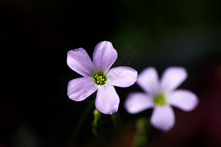 暗影中的粉红花朵唐提斯中国人园艺光合作用植物群生物学植物学花园植物生长紫色白色背景图片