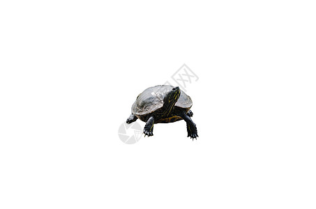 水龟半甲类池塘爬虫动物字母脸颊滑块螨科背景图片