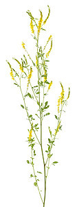 外皮离子体梅利洛图斯宏观叶子花序草药药草野花植物草本植物黄色图片