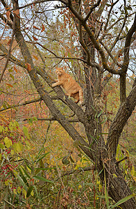 红猫秋天爬树图片