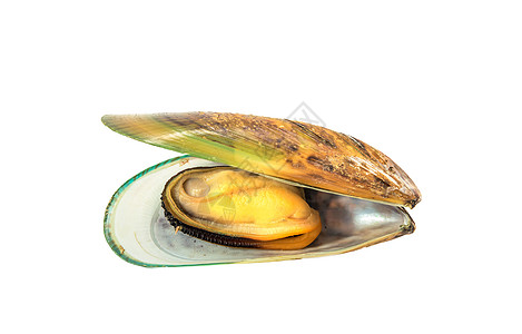 绿船工作室贻贝海上生活动物海鲜贝壳白色吃饭状态健康饮食图片