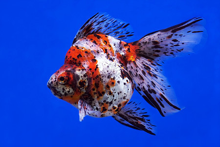 金金鱼尾巴宠物水族馆海洋动物荒野自由野生动物鱼缸生活图片