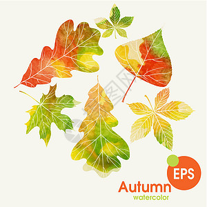 带叶子的秋季背景季节森林公园植物树叶板栗墙纸橡木插图艺术图片