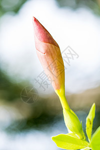 粉色花朵 伊玛拉·莉莉图片
