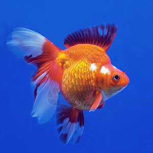 金金鱼荒野尾巴自由生活海洋宠物鱼缸野生动物动物水族馆图片