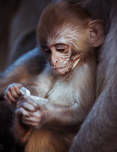 可爱的婴儿肖像森林荒野棕色丛林猕猴灵长类混血儿动物生物哺乳动物图片