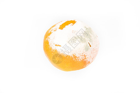 斯丁基罗顿蘑菇衰变食物白色橙子模具圆形腐烂真菌水果图片
