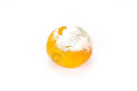 斯丁基罗顿蘑菇白色水果圆形食物衰变真菌模具腐烂橙子图片