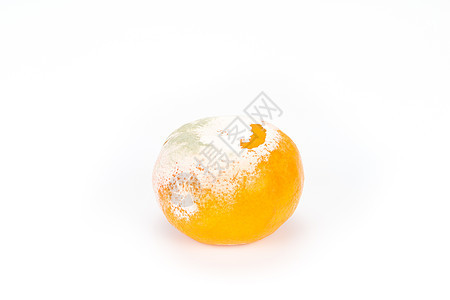斯丁基罗顿蘑菇真菌腐烂水果食物白色圆形橙子模具衰变图片