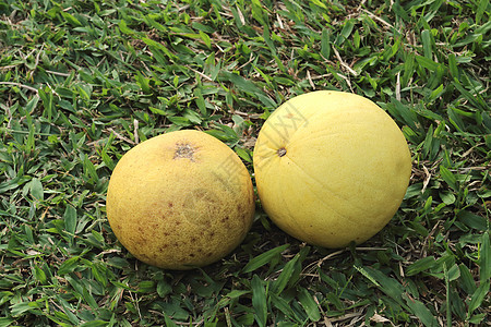 两个成熟的波梅罗食物草原生产水果黄色农业柚子图片