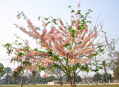 贝克亚纳 粉红淋浴花花 卡西亚雅瓦尼卡 希望树生长热带晴天花园面包植物学螃蟹花瓣决明子蓝色图片