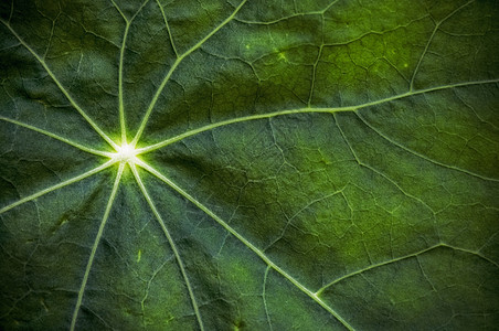 特写绿叶叶子植物花园星星背景图片