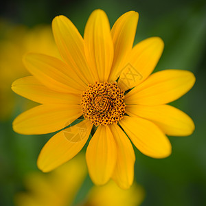 明亮的黄玉花季节野花甘菊国家雏菊荒野园艺草地晴天卡片图片