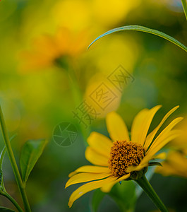 明亮的黄玉花花瓣草本植物国家甘菊生长野花晴天季节雏菊卡片图片