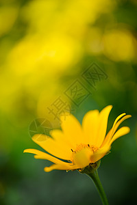 明亮的黄玉花植物花园季节雏菊野花国家阳光洋甘菊橙子场地图片