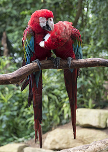 两对红鹦鹉相爱金刚鹦鹉宠物翅膀羽毛夫妻动物蓝色动物园热带红色图片