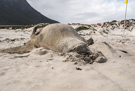 在海滩上沉睡的雄象海豹海洋南象睡眠支撑哺乳动物海象公园男性眼睛海上生活图片