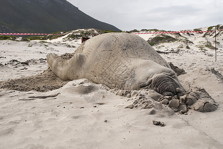 在海滩上沉睡的雄象海豹旅行支撑公园男性海上生活海象南象鼻子午睡海洋图片