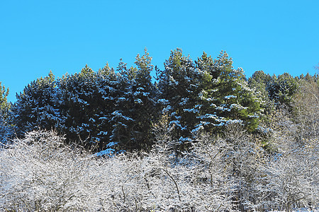 山上满是霜和积雪的树木暴风雪旅行童话天气降雪天空环境阳光假期季节图片