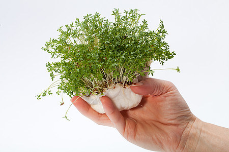 在白色背景上孤立的手中新鲜的晶体沙拉灌木食欲香气花园叶子饮食温室生物蔬菜图片