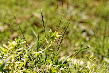 绿色植物花瓣生活植物学公园生态草地季节花园环境植物群图片