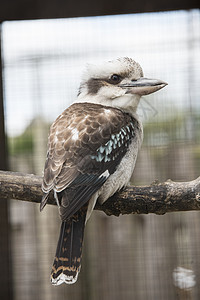 Kookaburra 光谱翠鸟羽毛龙马图片