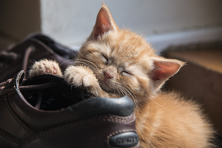 姜小猫橙子猫咪青少年条纹登山老虎小猫睡眠图片