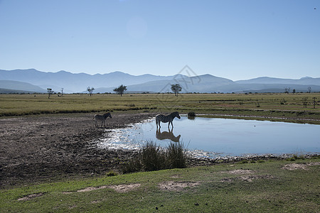 斑马和湖泊图片