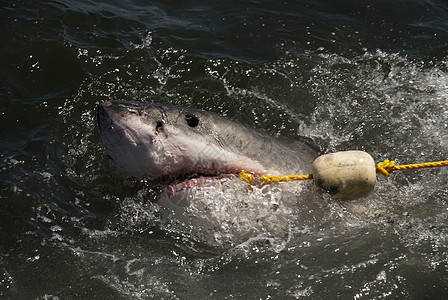 大白鲨眼睛牙齿鲨鱼捕食者白色图片