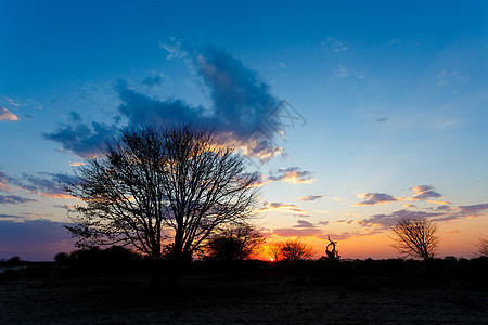 非洲日落 前面有树橙子旅游风景野生动物游戏公园国家天空荒野大草原图片