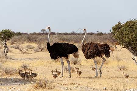 奥斯特里希有鸡的家庭 纳米比亚的斯特鲁蒂奥骆驼脖子婴儿国家旅行小鸡地区动物学鸵鸟冒险荒野图片