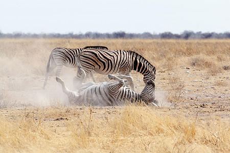 斑马在灰尘白沙上滚滚游戏羚羊洗澡草地摄影条纹乐趣荒野公园野生动物图片