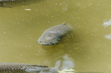 碳 池塘 鱼 鱼 科伊水生植物野生动物牧歌水面主题鲤鱼幸福金子背鳍反射图片