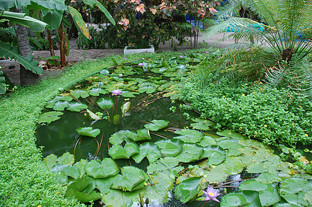 马尔代夫岛水植物园花园图片
